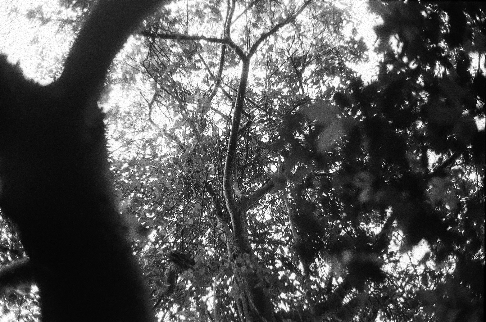 Ents