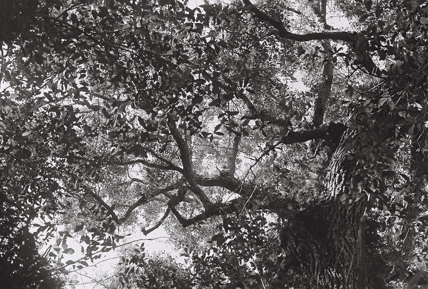 Treebeard Wanders